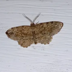 Pine Measuringworm Moth thumbnail 4