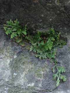 mountain spleenwort thumbnail 3