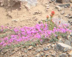 Rockfringe Willowherb thumbnail 4