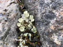 Boreal Cup Lichen thumbnail 3