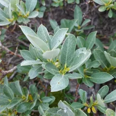 Barratt's Willow thumbnail 1
