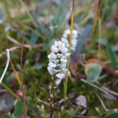 alpine bistort thumbnail 3