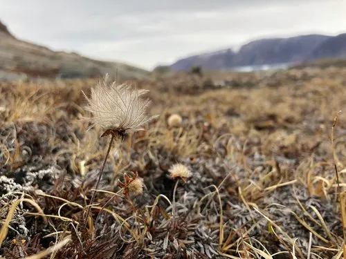 Eight-petal Mountain-Avens