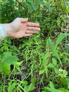 Cliff Muhly thumbnail 3