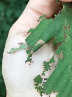 Phyllonorycter auronitens thumbnail 1