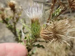 Wyoming Thistle thumbnail 4