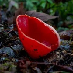 Scarlet Cup thumbnail 4