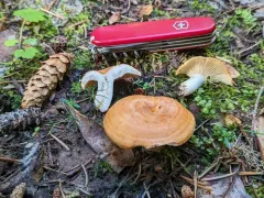 Lactarius olympianus thumbnail 4
