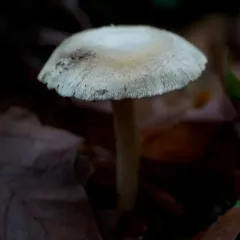 Inocybe albodisca thumbnail 4