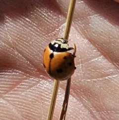 Nine-spotted Lady Beetle thumbnail 3