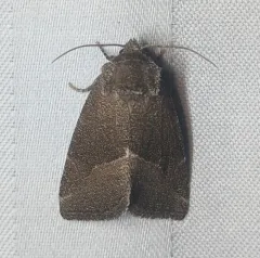 Frothy Moth thumbnail 4