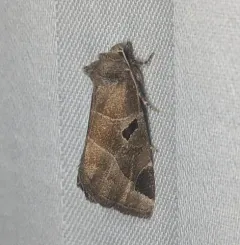 Black-barred Brown thumbnail 2