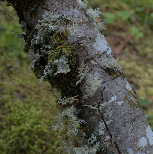 Oldgrowth Rag Lichen