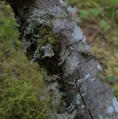 Oldgrowth Rag Lichen thumbnail 1