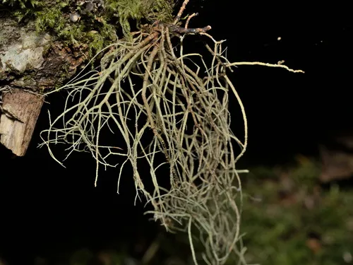 Usnea chaetophora