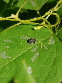 Odontota mundula thumbnail 2