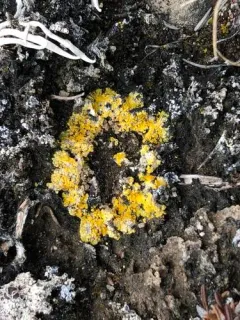 Bracted Sulphur Lichen thumbnail 2