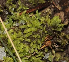 Common Pocket-moss thumbnail 2