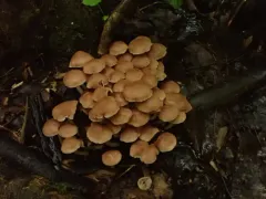 Psathyrella conissans thumbnail 2
