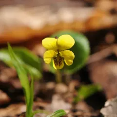 Round-leaved Violet thumbnail 4