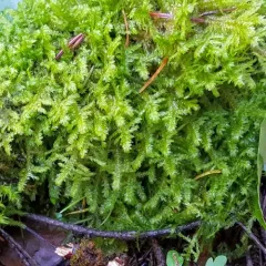 Douglas' Neckera Moss thumbnail 4