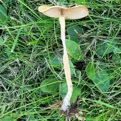 Common Fieldcap thumbnail 4