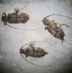 Alpha Long-horned Beetle thumbnail 4