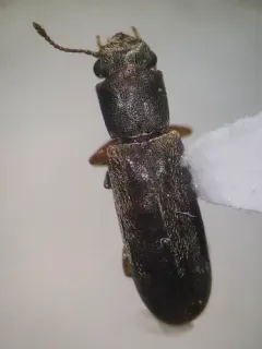 Velvety Powder-post Beetle thumbnail 2