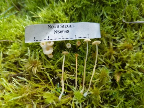 Rickenella mellea