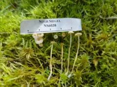 Rickenella mellea thumbnail 1