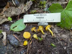 arched waxcap thumbnail 3