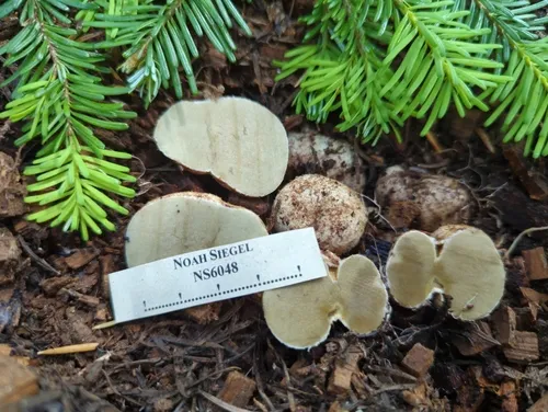 Rhizopogon salebrosus