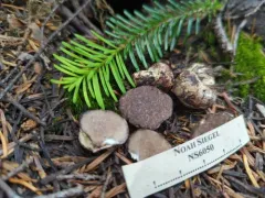 Octaviania cyanescens thumbnail 1