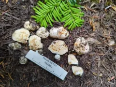 Russula monticola thumbnail 2