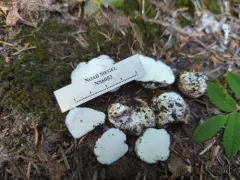 Fevansia aurantiaca thumbnail 3