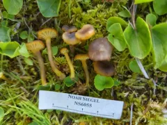 Cranberry Waxy Cap thumbnail 1