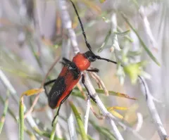 Red and Black Long-horned Beetle thumbnail 3
