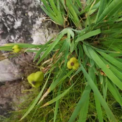 beach-head iris thumbnail 2