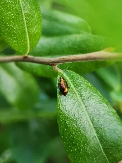 Altica kalmiae thumbnail 3