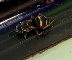 Epinysson mellipes thumbnail 2