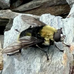 Bee-like Quicksilver thumbnail 3
