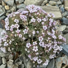 talus collomia thumbnail 4