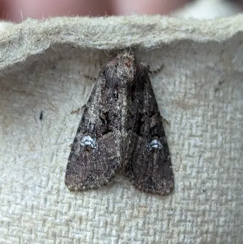 Common rustic