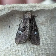 Common rustic thumbnail 1
