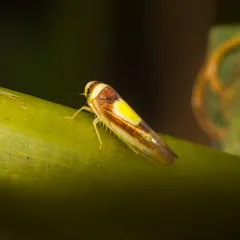 Saddled Leafhopper thumbnail 1