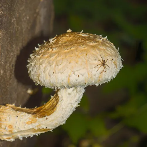 Destructive Pholiota