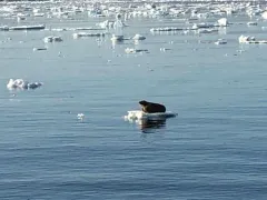 Walrus thumbnail 3