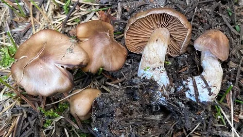 Cortinarius leiocastaneus