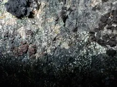 Lesser Rockbud Lichen thumbnail 3