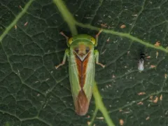 Populicerus suturalis thumbnail 3